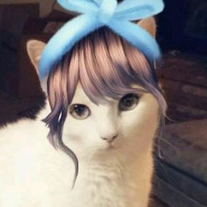 Meet your Posher, Bunny